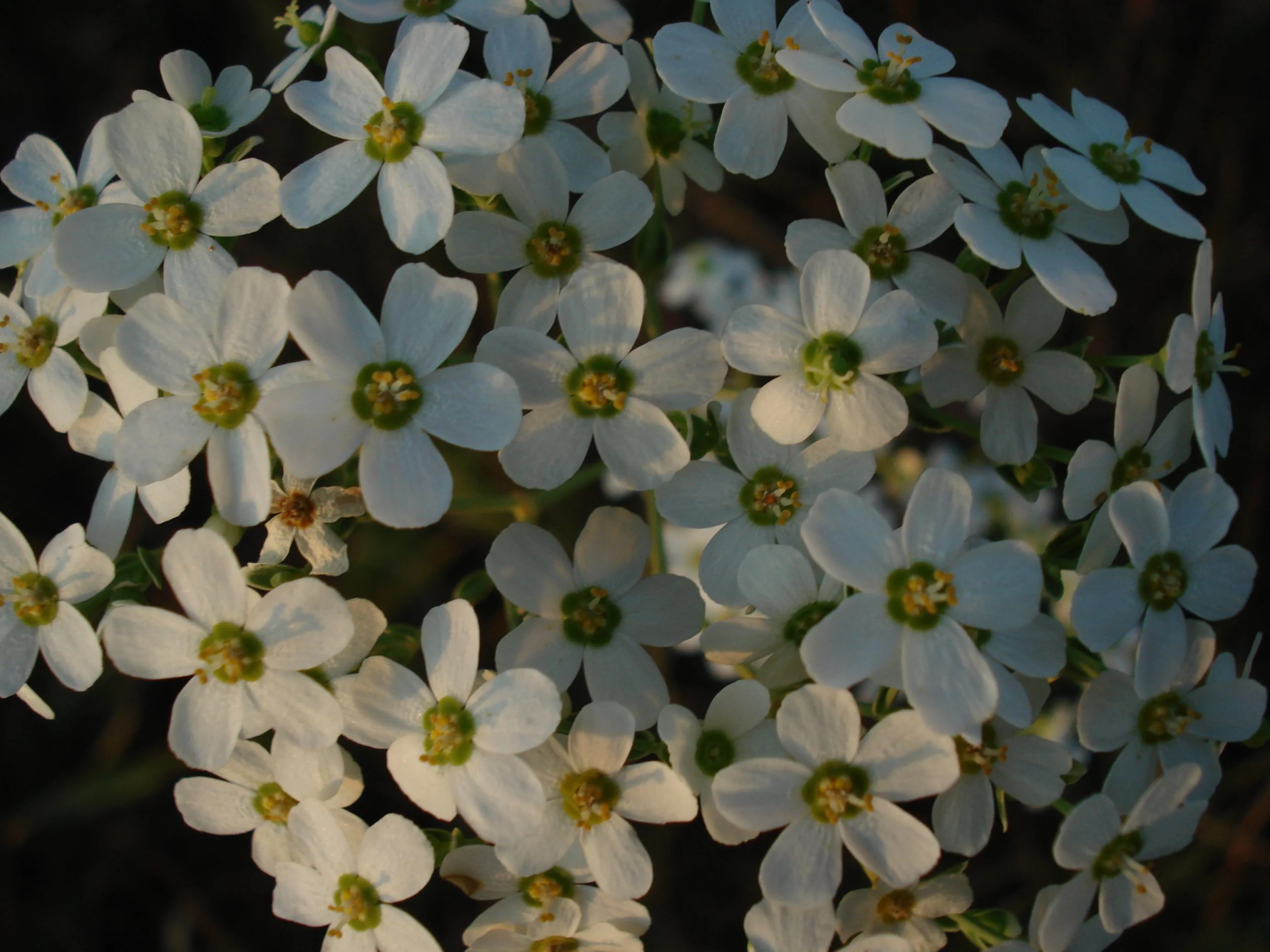 Flowering Spurge, (Euphorbia carollata), wildflower, Hamilton Native Outpost