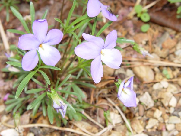 Bird's Foot Violet, Viola pedata, wildflower, Hamilton Native Outpost
