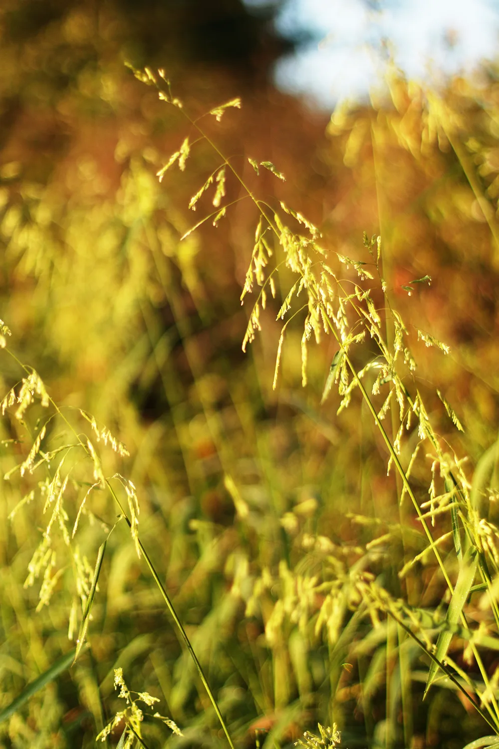 Cutgrass, Rice - Image 4