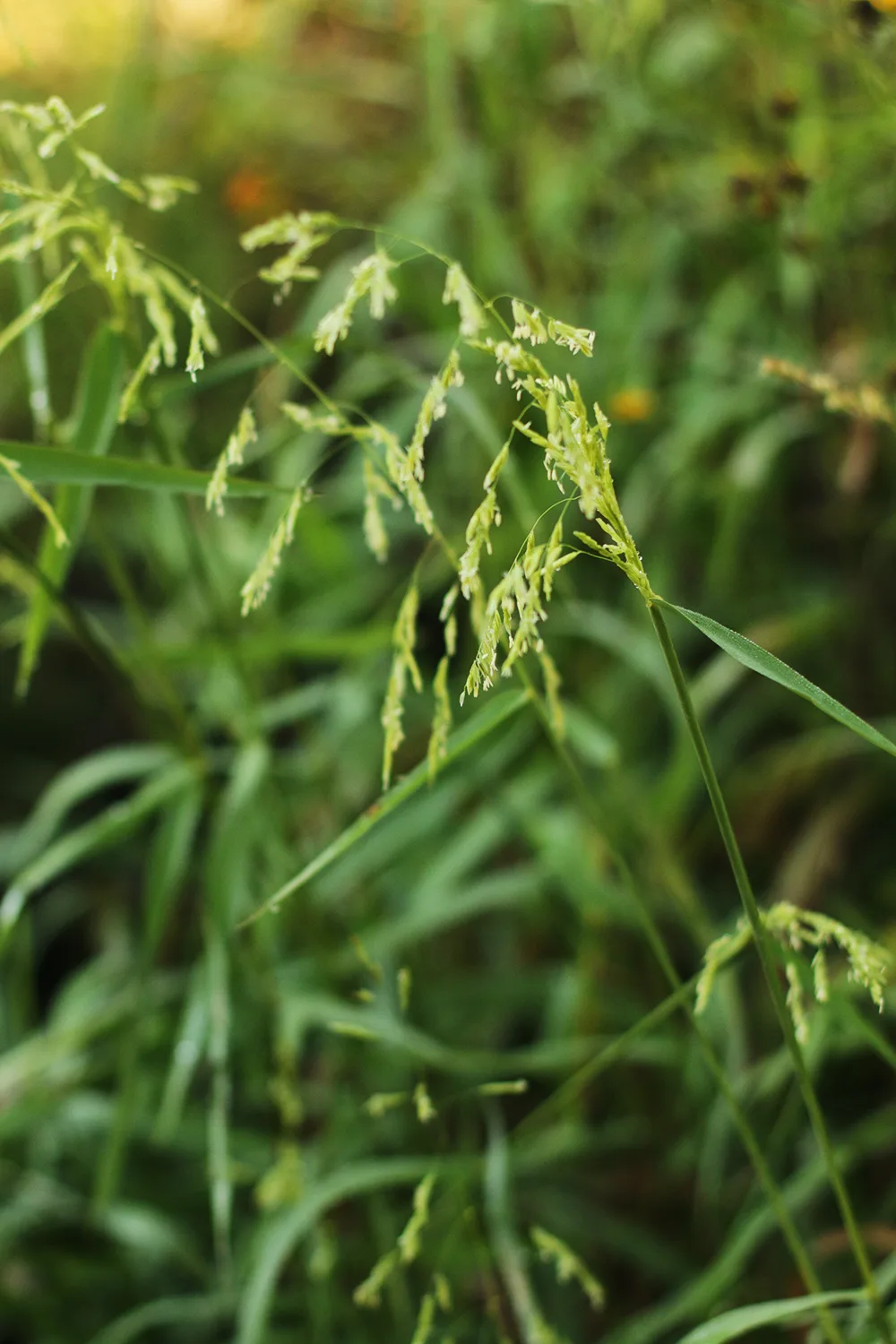 Cutgrass, Rice - Image 3
