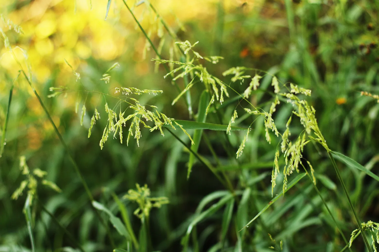Rice Cutgrass