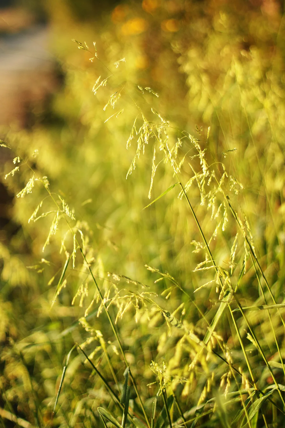Rice Cutgrass