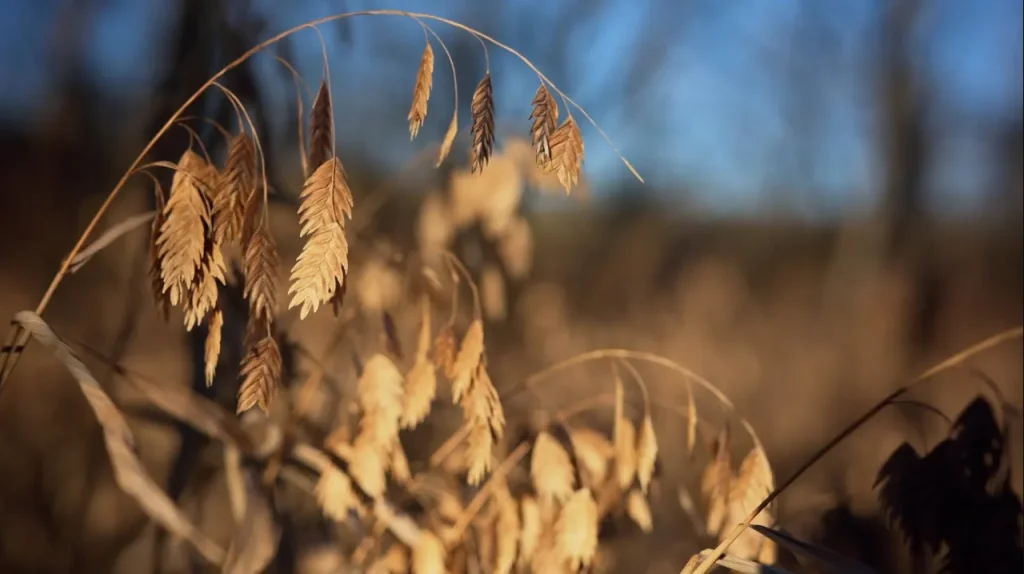 River Oats A Beautiful Native Grass Hamilton Native Outpost
