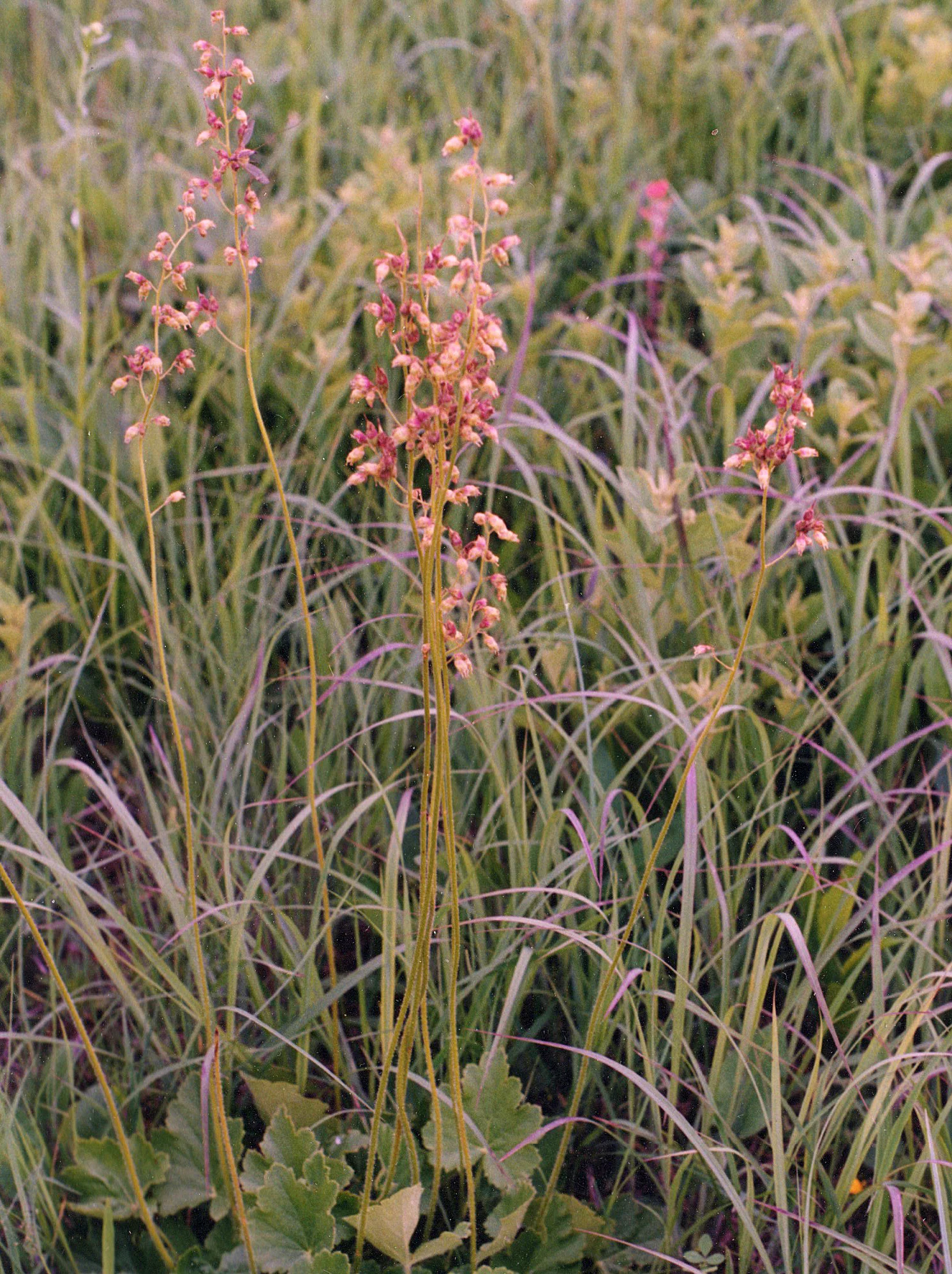 Alum Root - Image 2