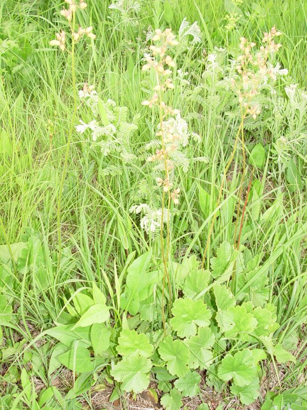Alum Root (Heuchera richardsonii) wildflower, Hamilton Native Outpost