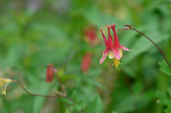 Columbine (Aquilegia canadensis), Wildflower, Hamilton Native Outpost