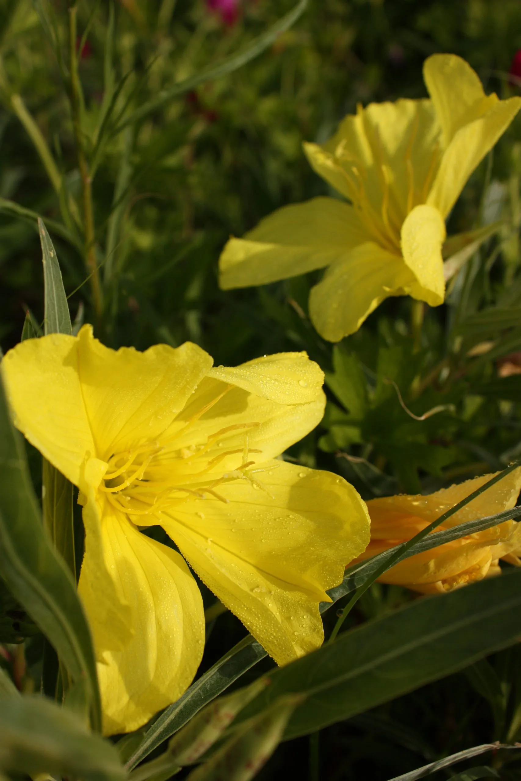 Primrose, Missouri - Image 3