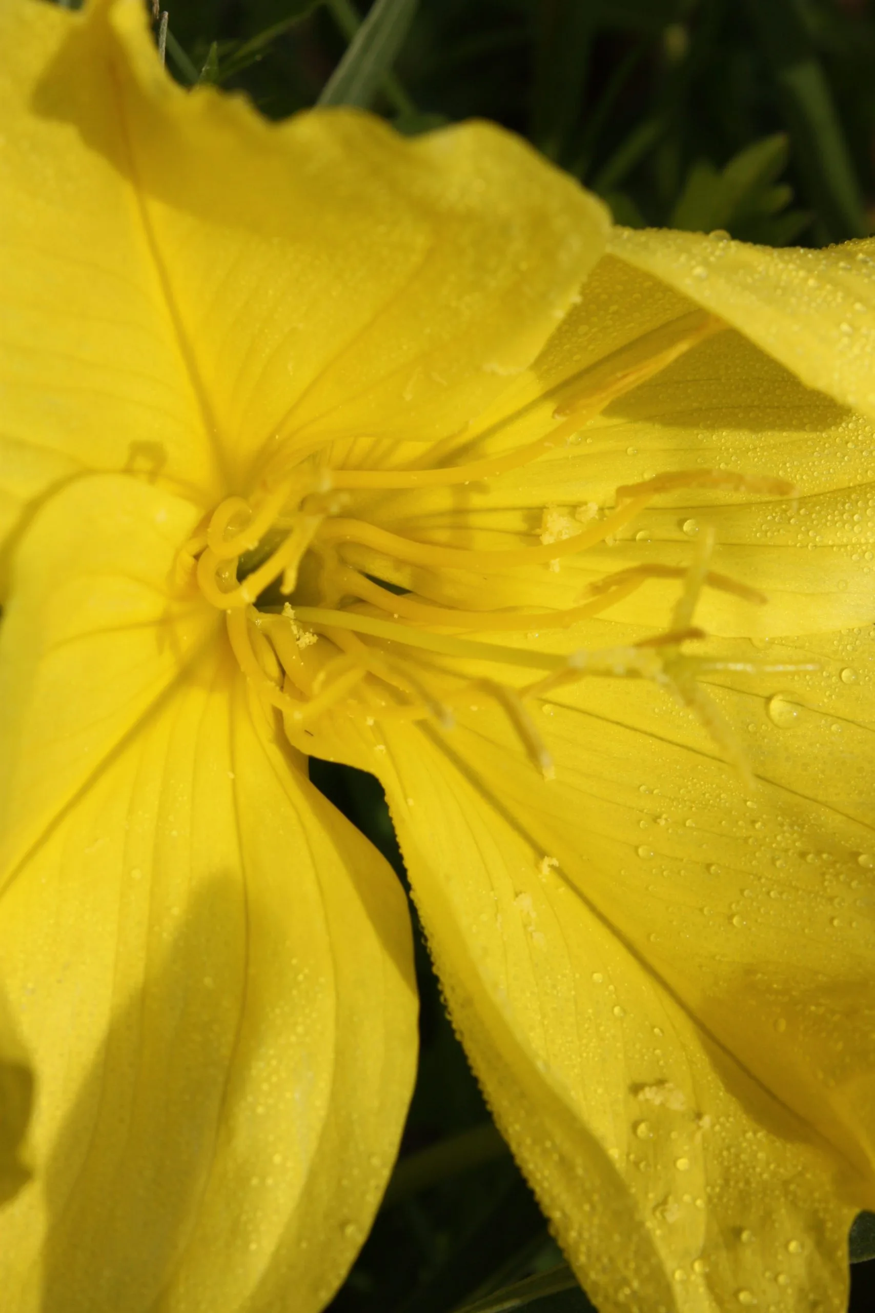 Primrose, Missouri - Image 4