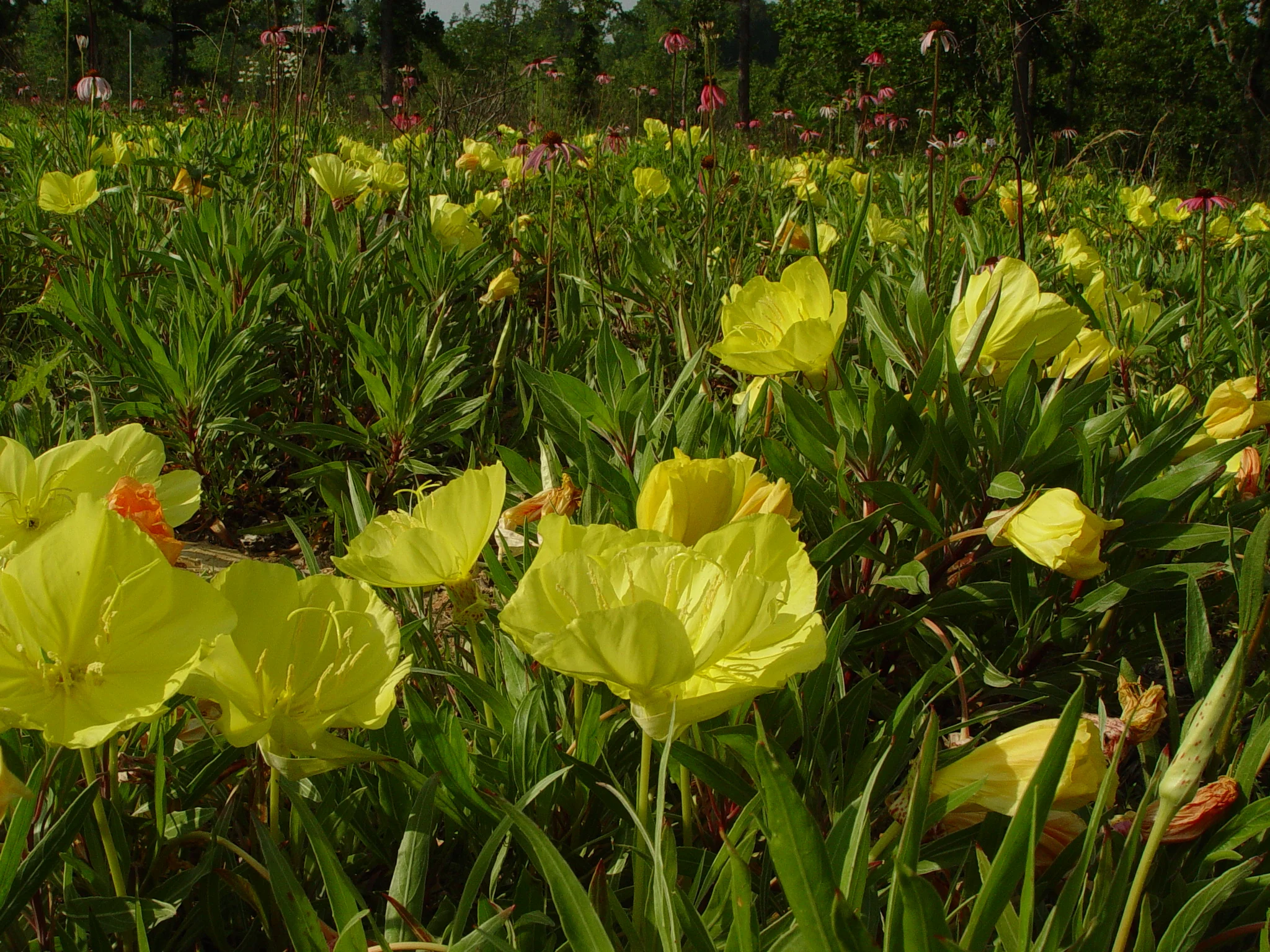 Primrose, Missouri - Image 2