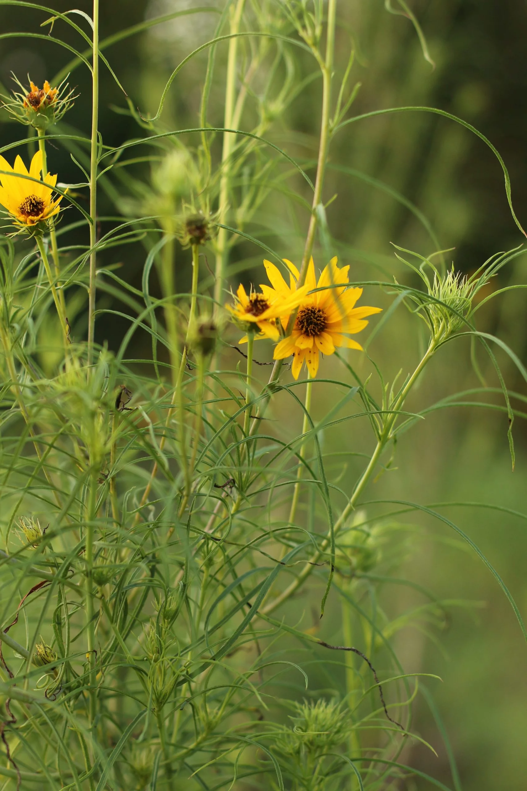 Sunflower, Willowleaf - Image 2