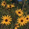 Willowleaf Sunflower, Helianthus salicifolius, wildflower, Hamilton Native Outpost