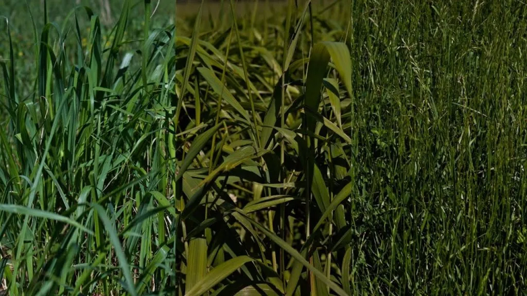 No Fertilizer Comparison: Switchgrass, Bottlebrush Grass, & Tall Fescue