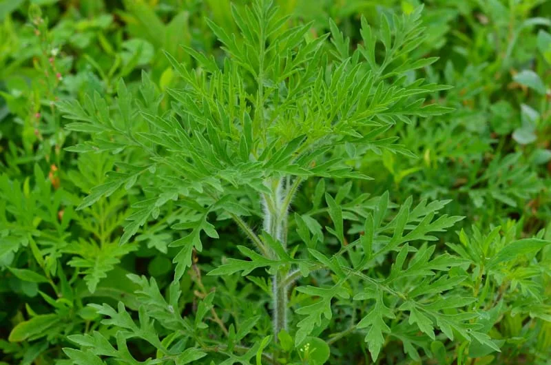 Colt Hamilton explains when to spray Common Ragweed and other weeds.