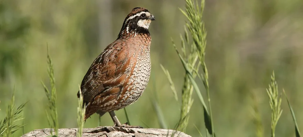 How Native Grass Diversity Creates Quail Nesting Habitat Hamilton Native Outpost