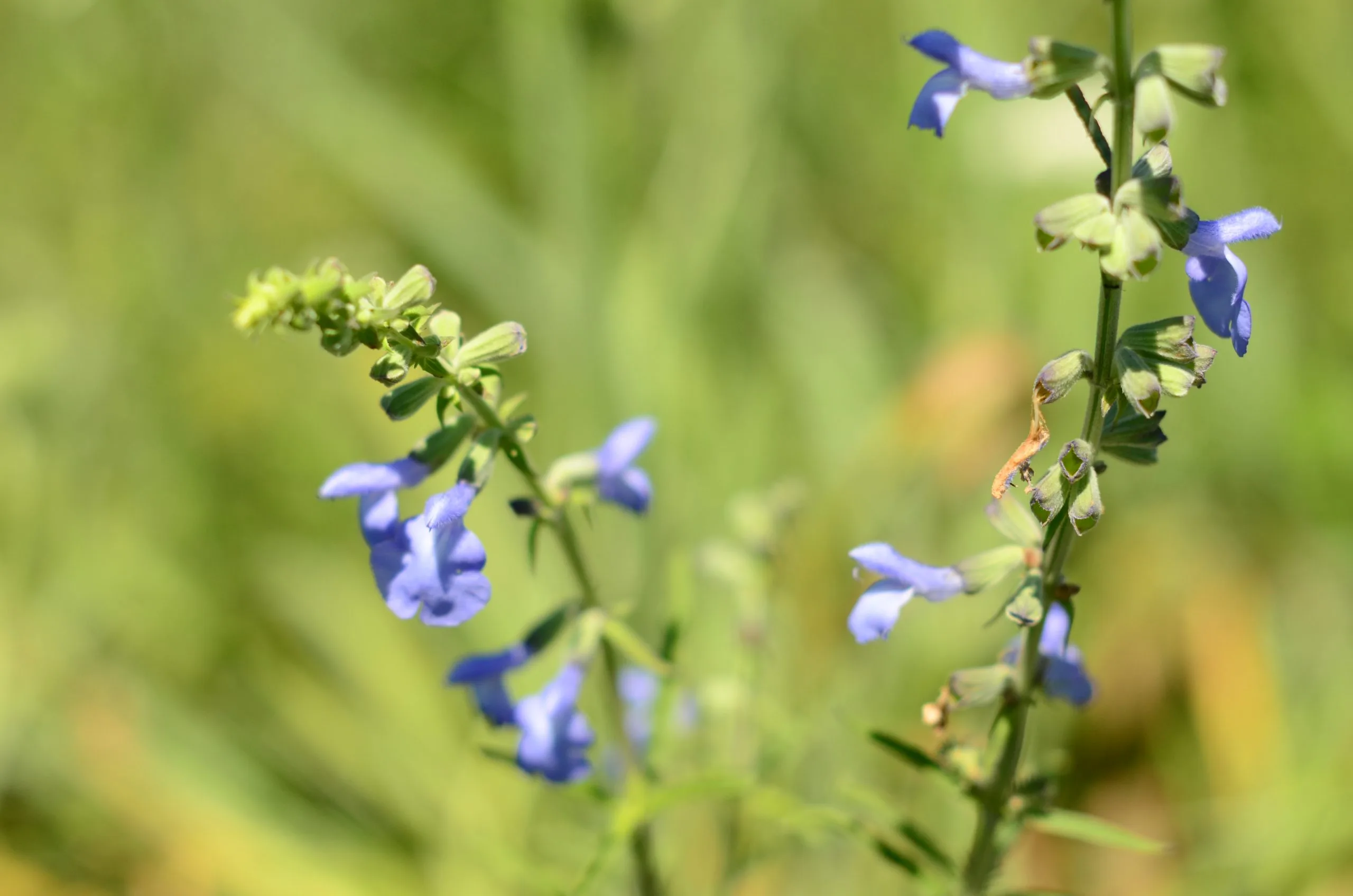 Sage, Blue - Image 2