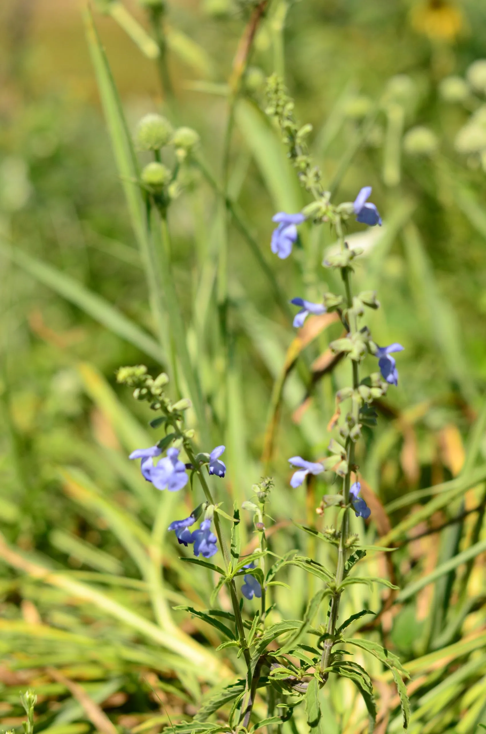 Sage, Blue - Image 3