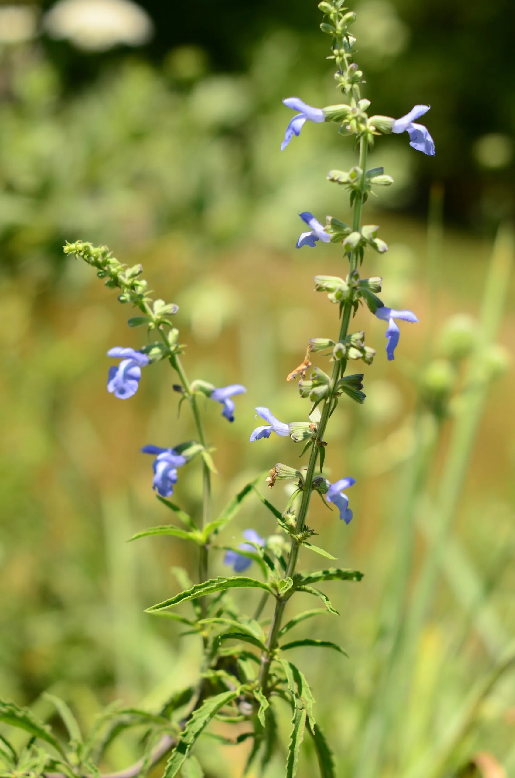 Sage, Blue - Image 4