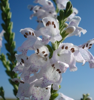 Early Obedient Plant