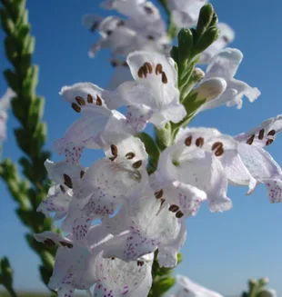 Early Obedient Plant