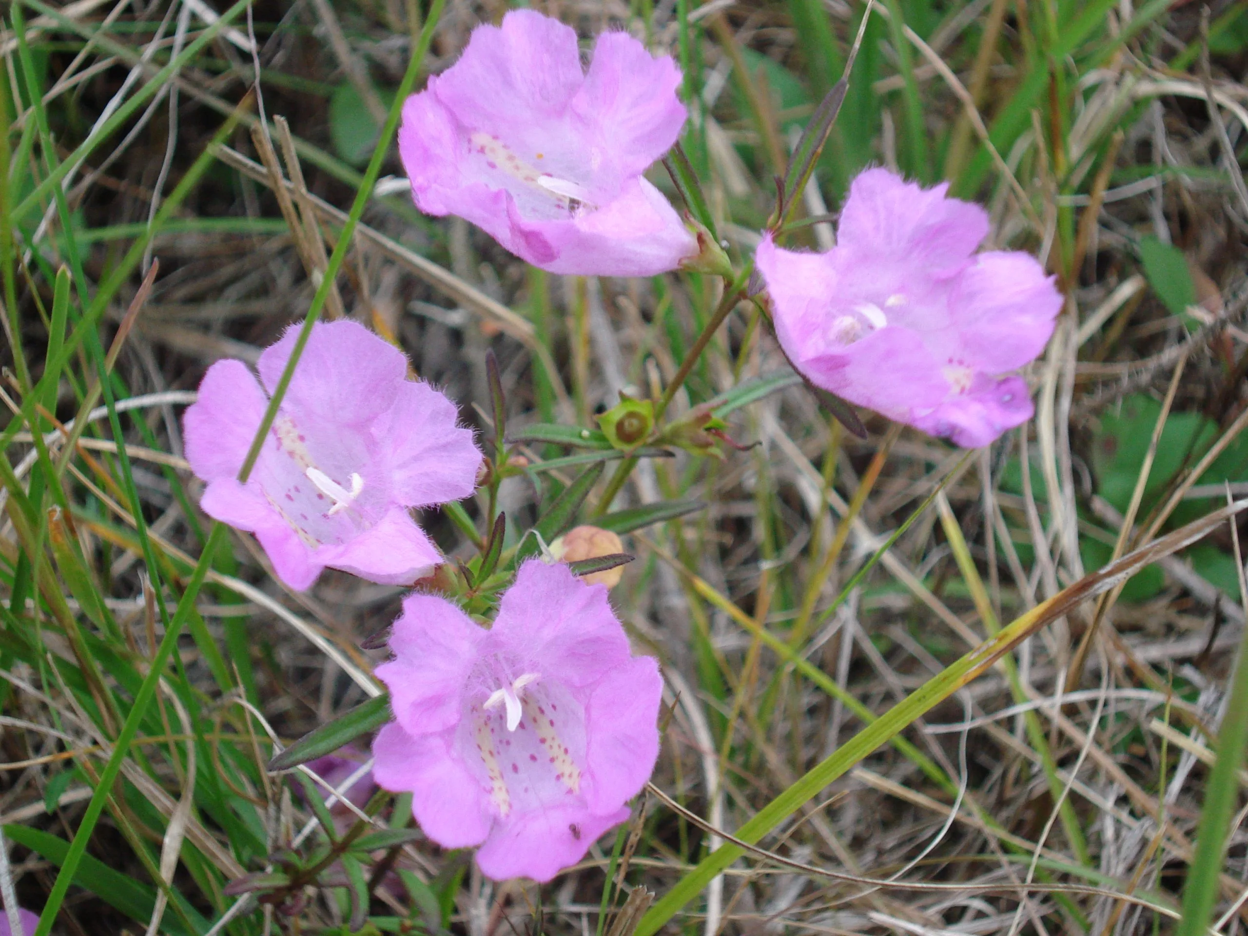 False Foxglove, Fasciciled