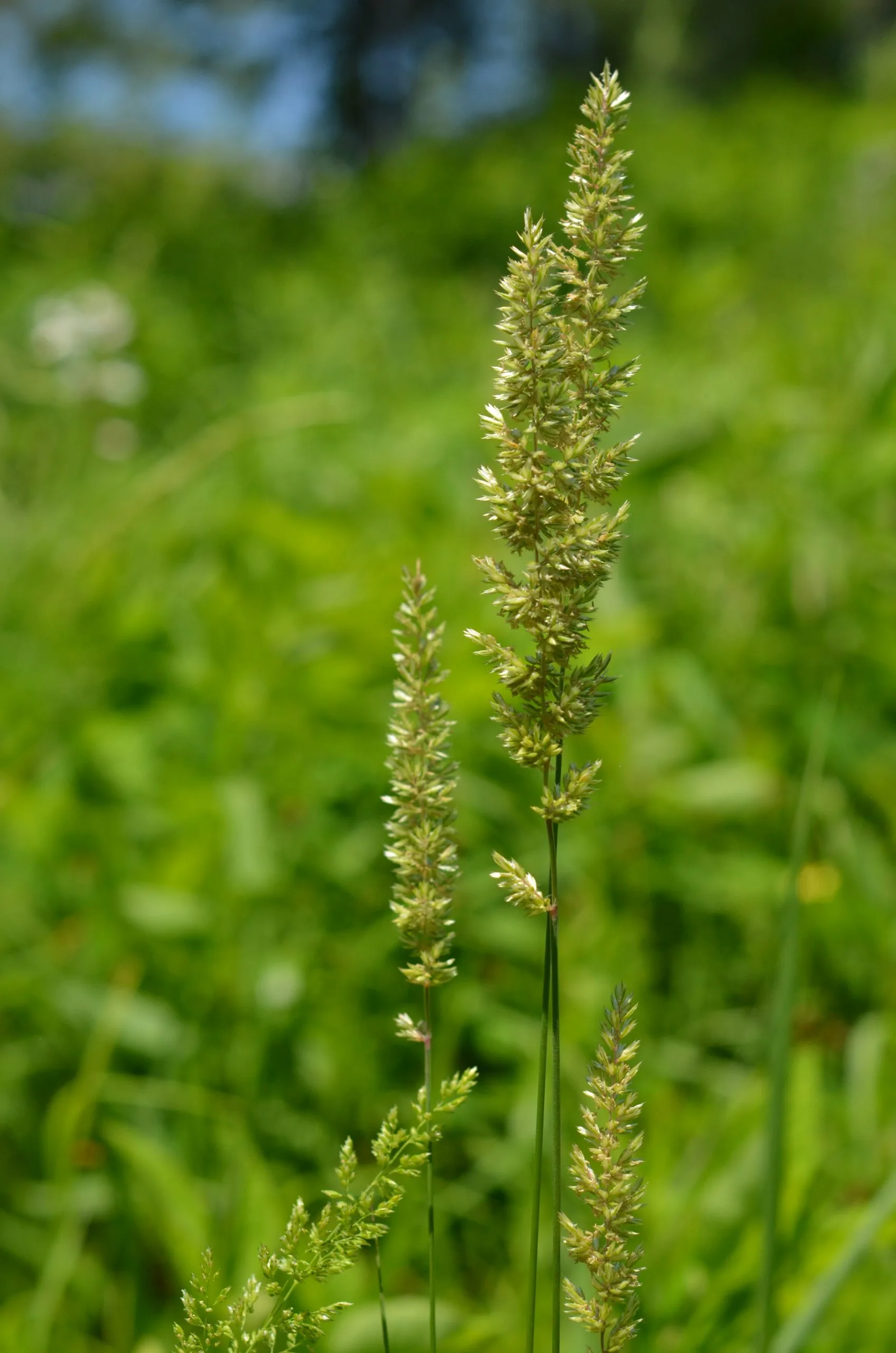 June Grass