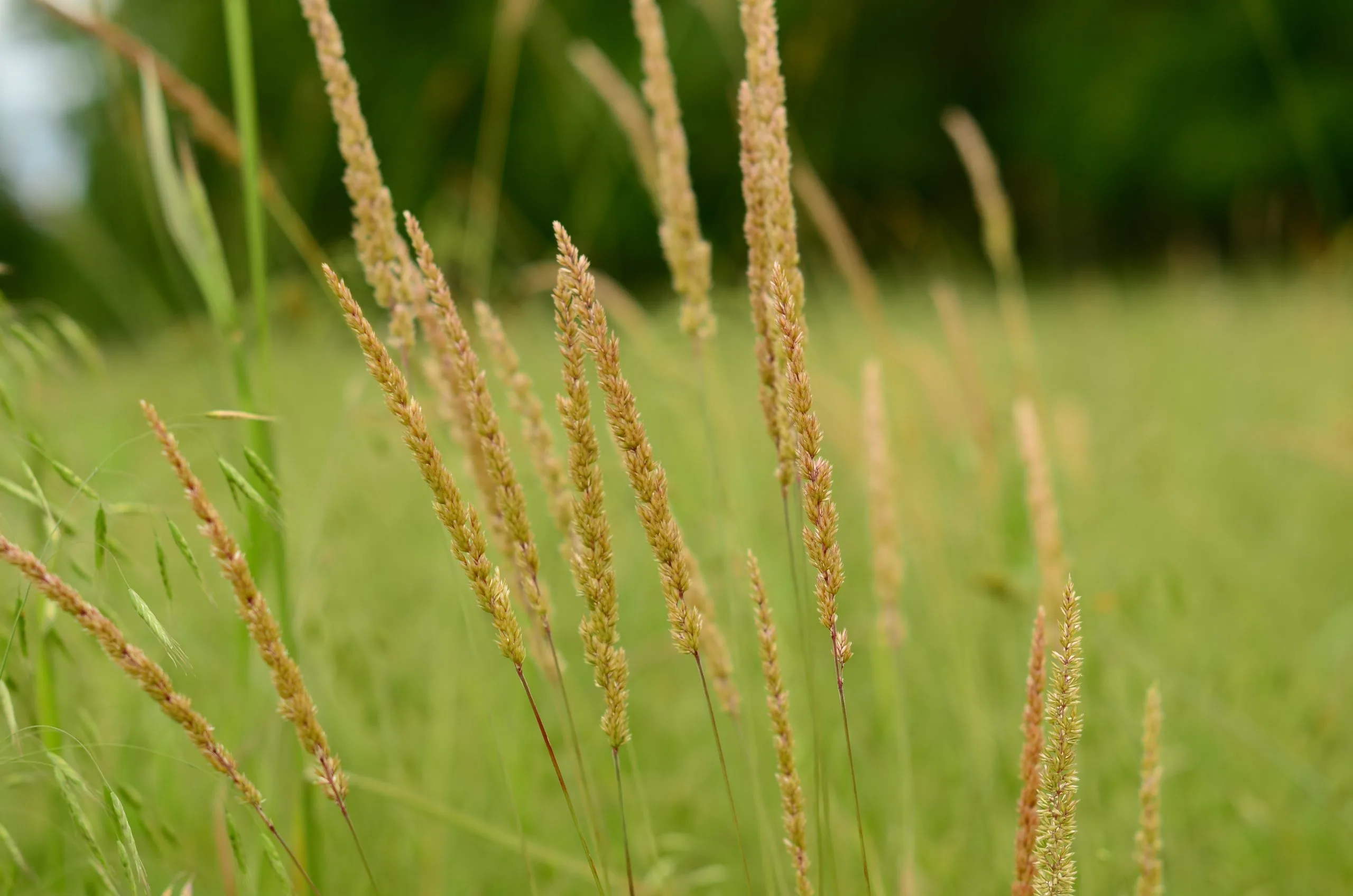 June Grass - Image 2