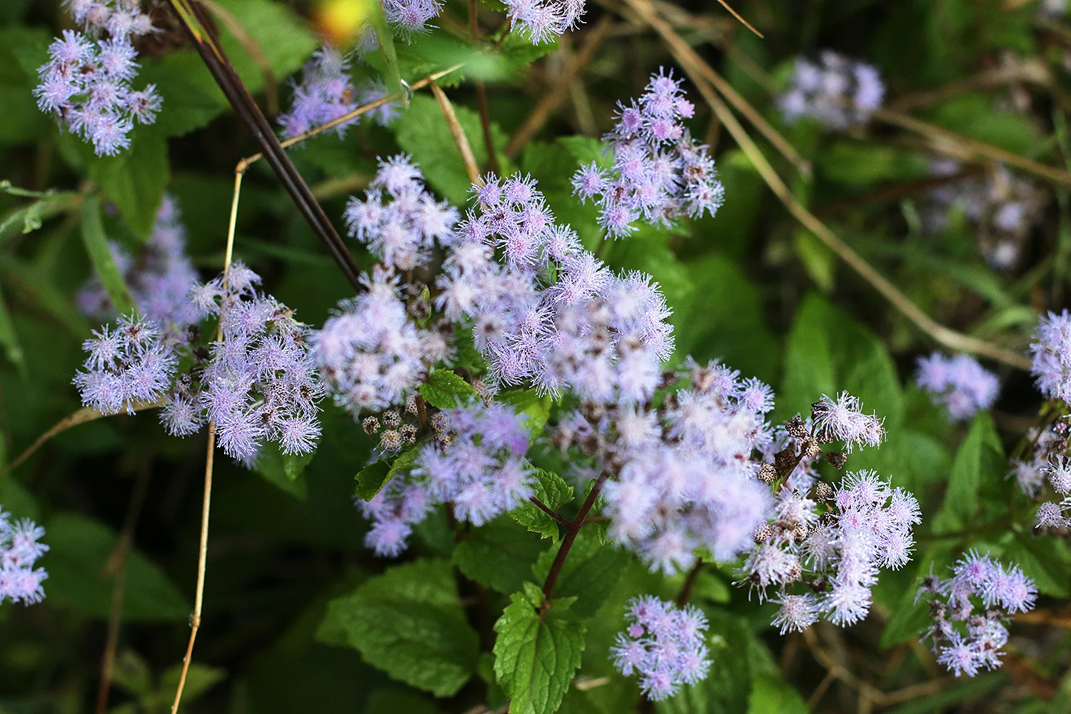 Mist Flower - Image 4