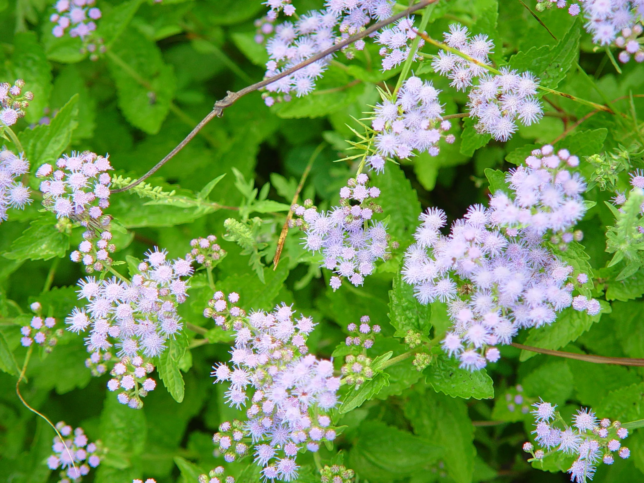 Mist Flower