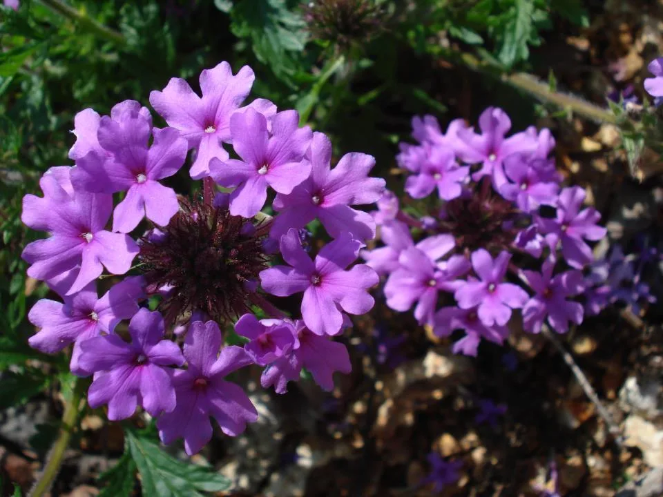 Verbena Rose