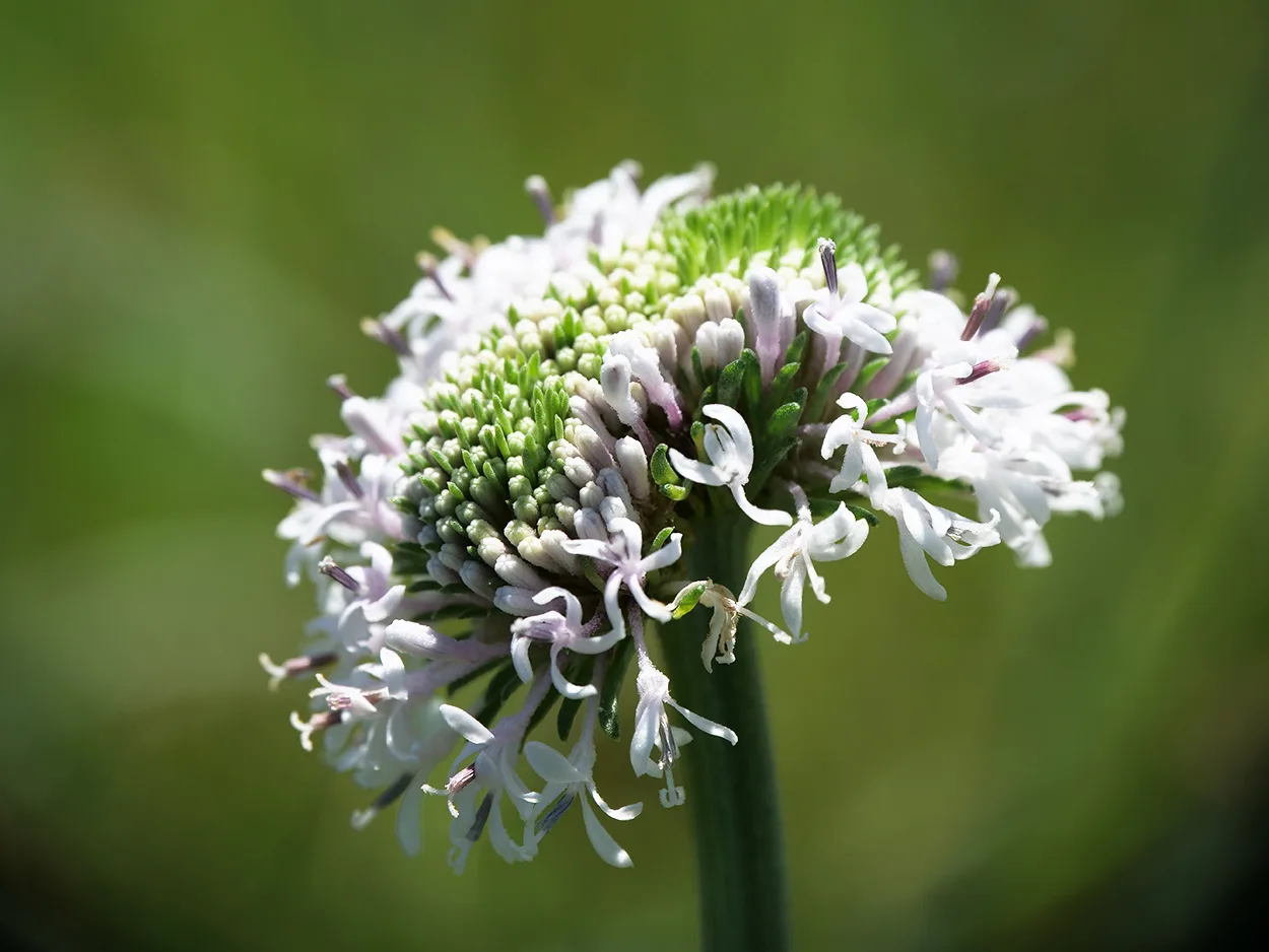 Barbara's Button - Image 2