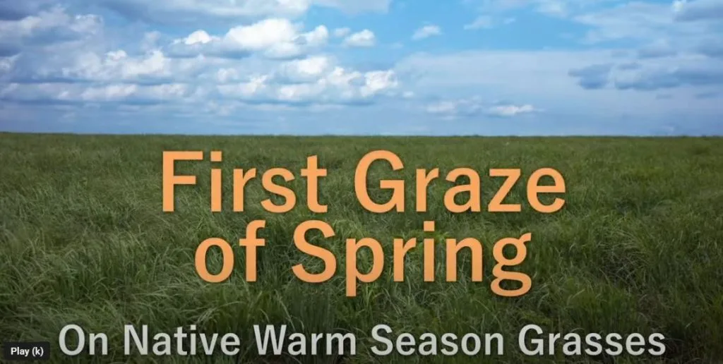 1st Graze of Spring on NWSG