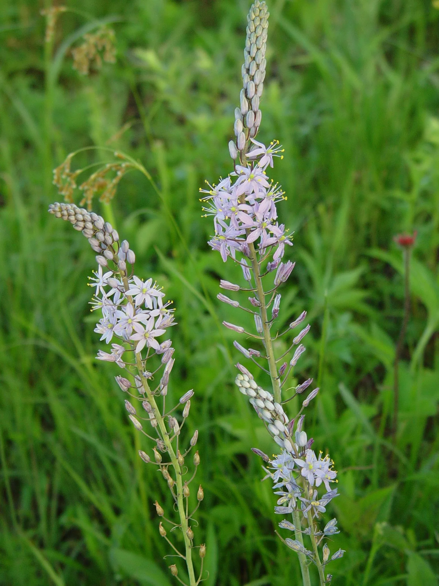 Prairie Hyacinth