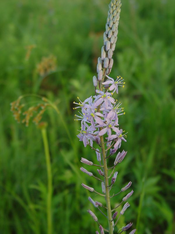 Hyacinth, Prairie - Image 3