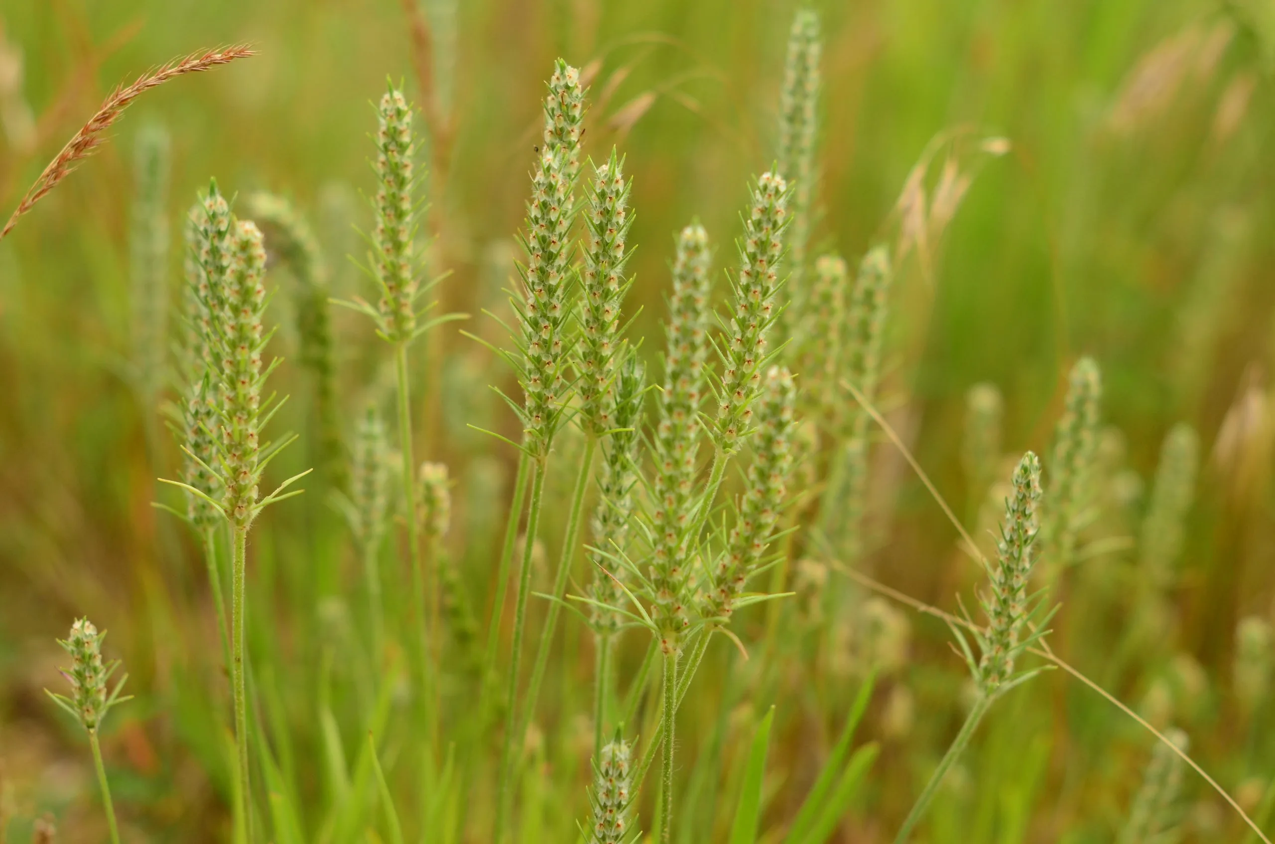 Plantain, Large-Bracted - Image 4