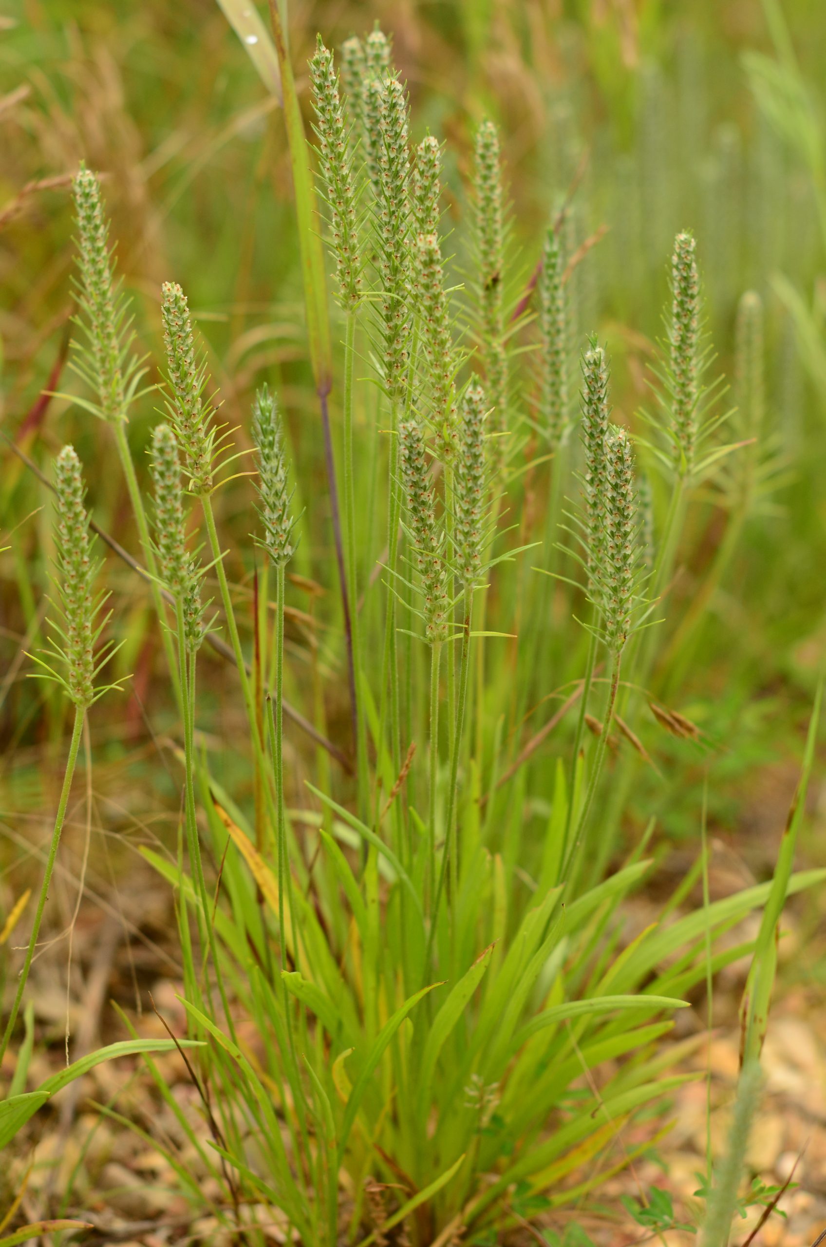 Plantain Large-Bracted