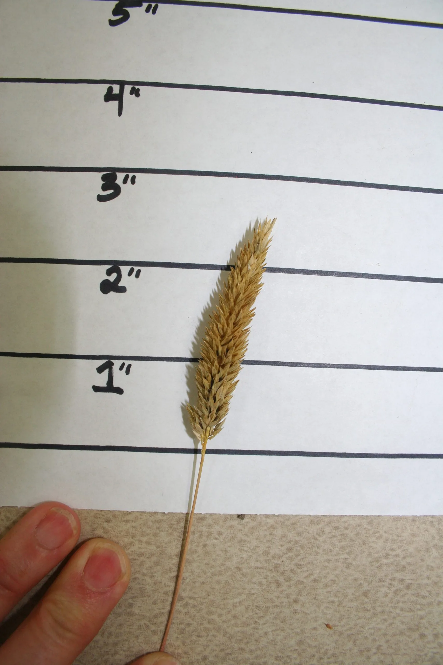 May Grass - Image 2