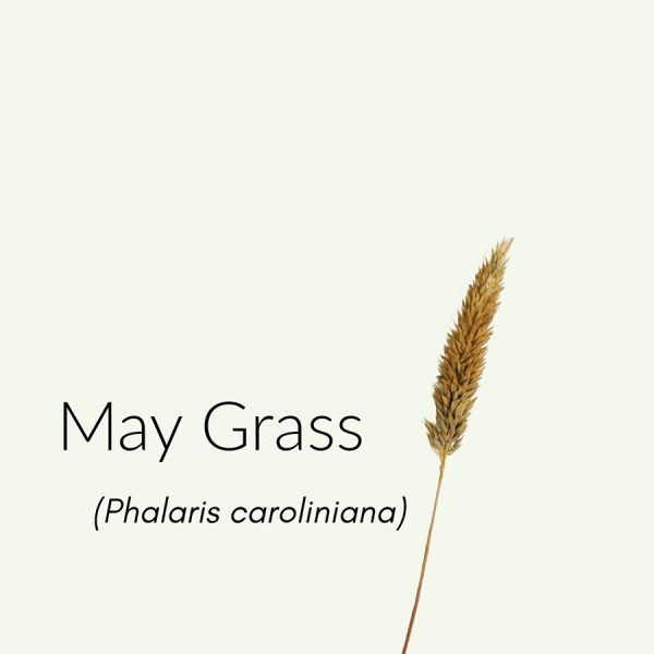 May Grass