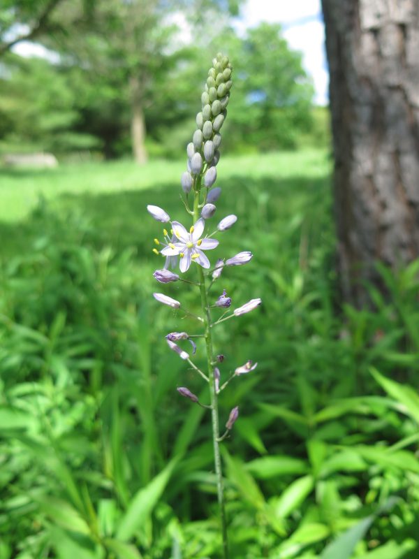 Hyacinth, Prairie - Image 2