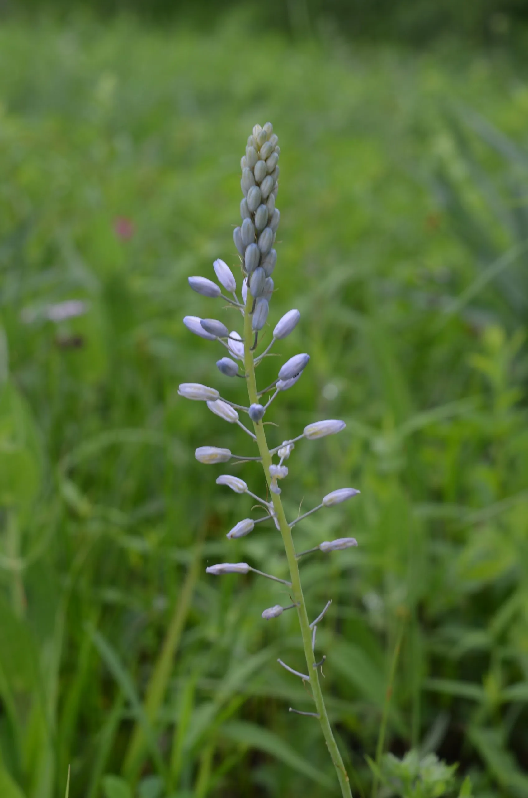Hyacinth, Prairie - Image 4