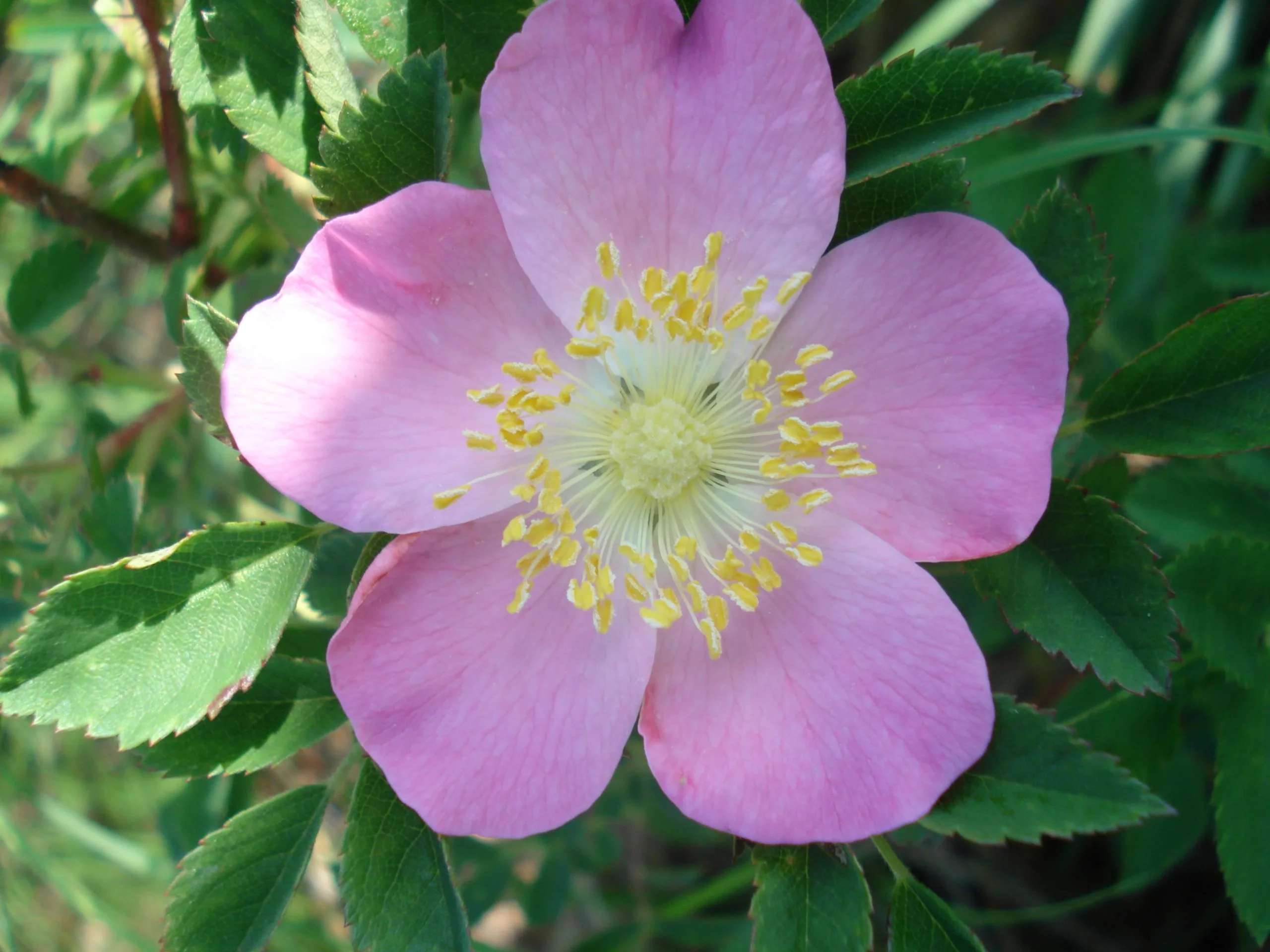 Rose, Prairie - Image 3