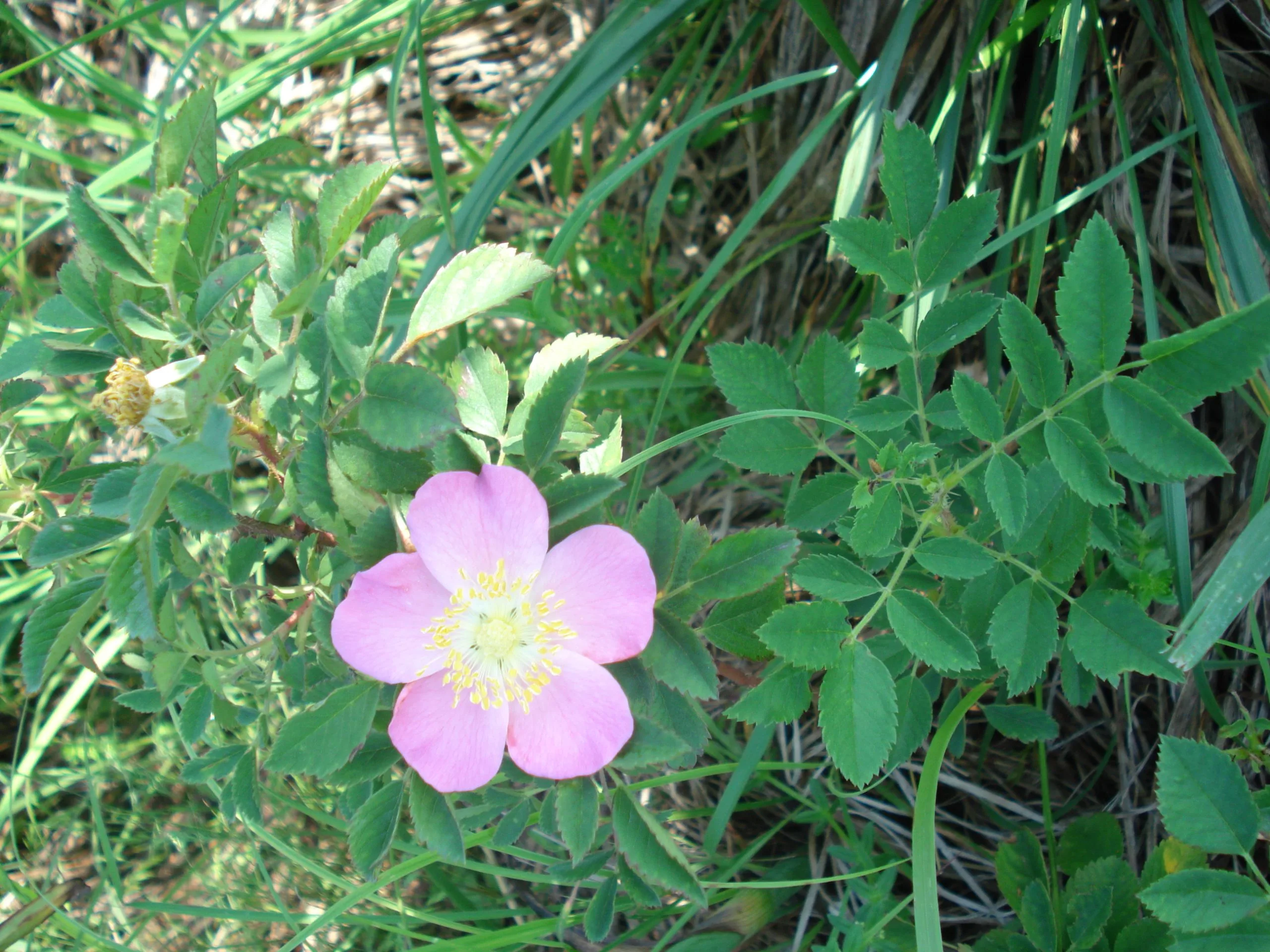 Rose, Prairie - Image 2