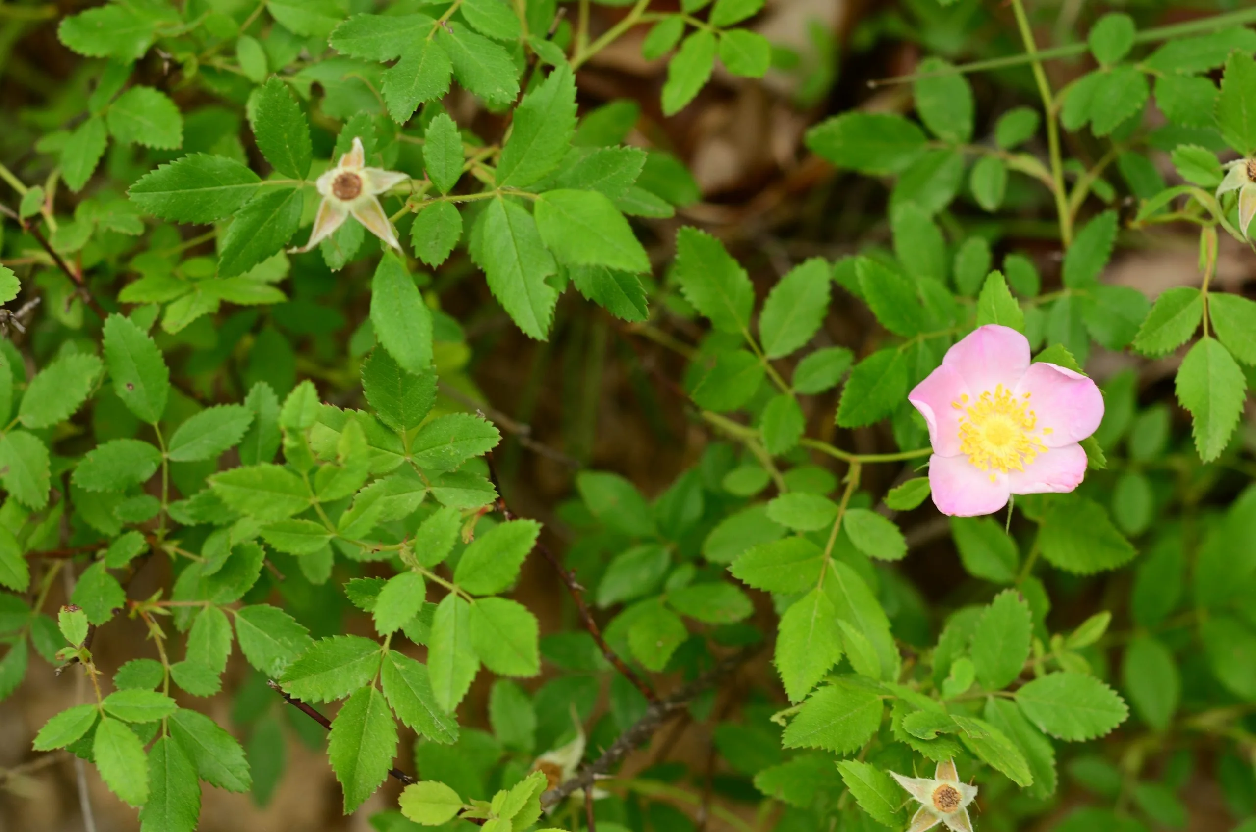 Rose, Prairie - Image 4