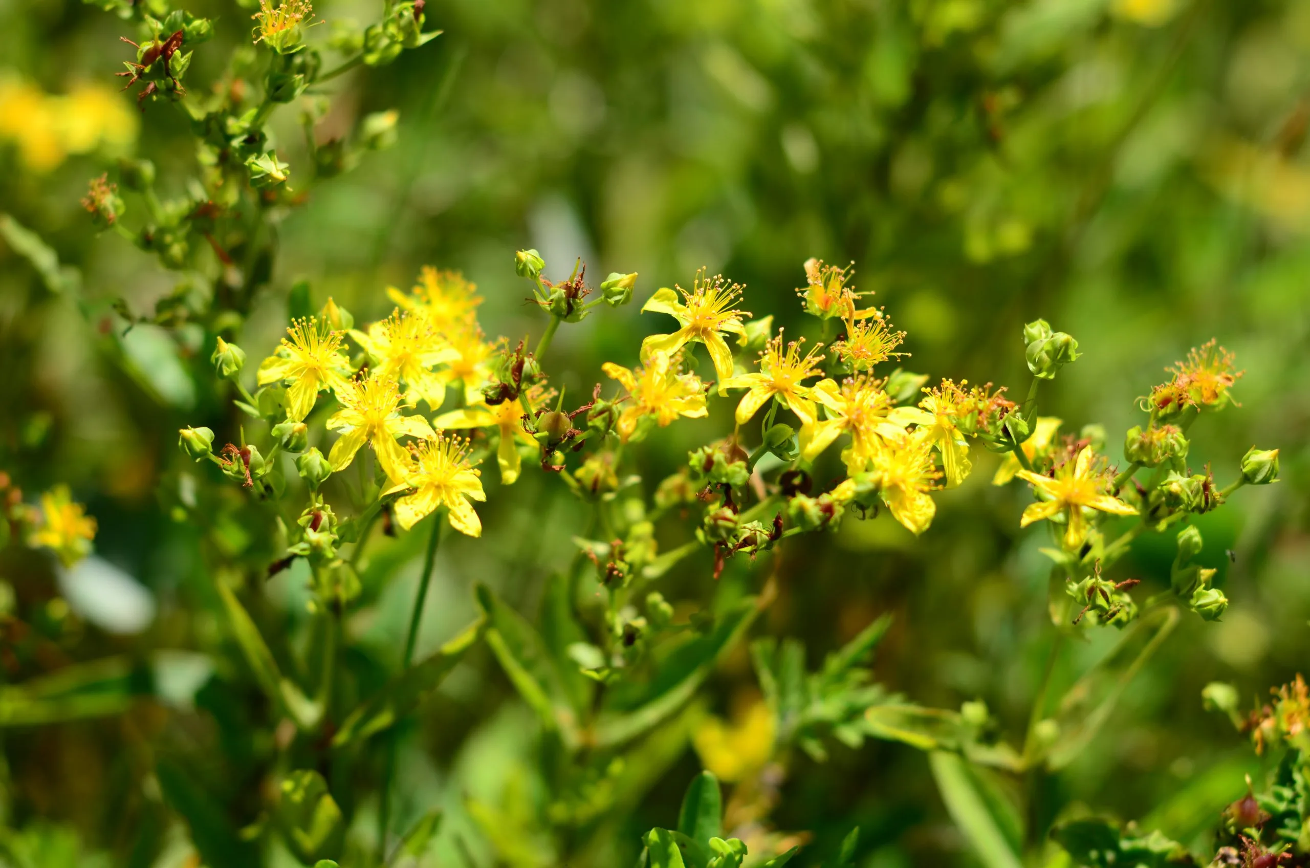 St. John's Wort, Round-Fruited - Image 2