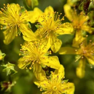 St. John's Wort, Round-Fruited