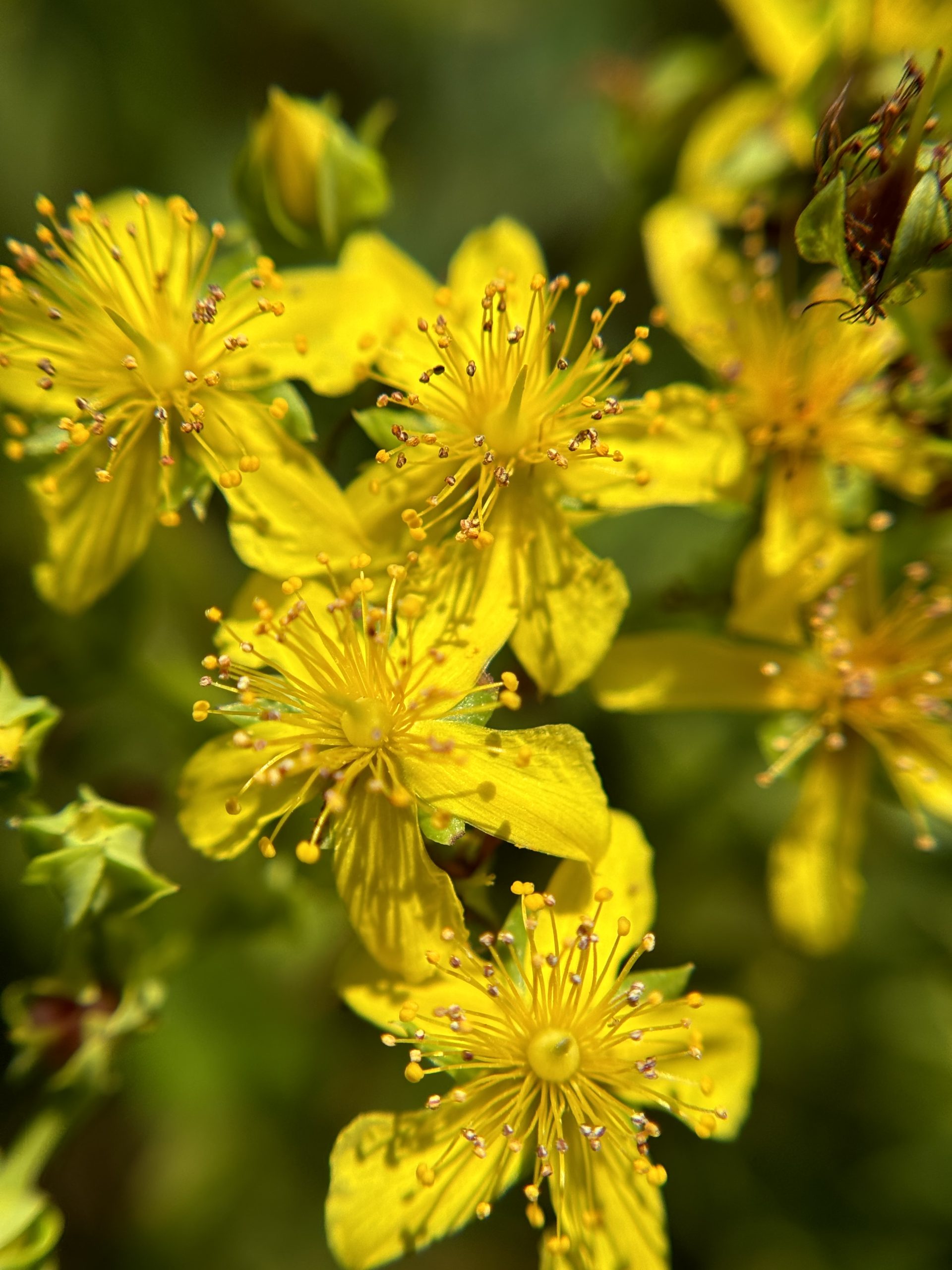 St. John's Wort, Round-Fruited
