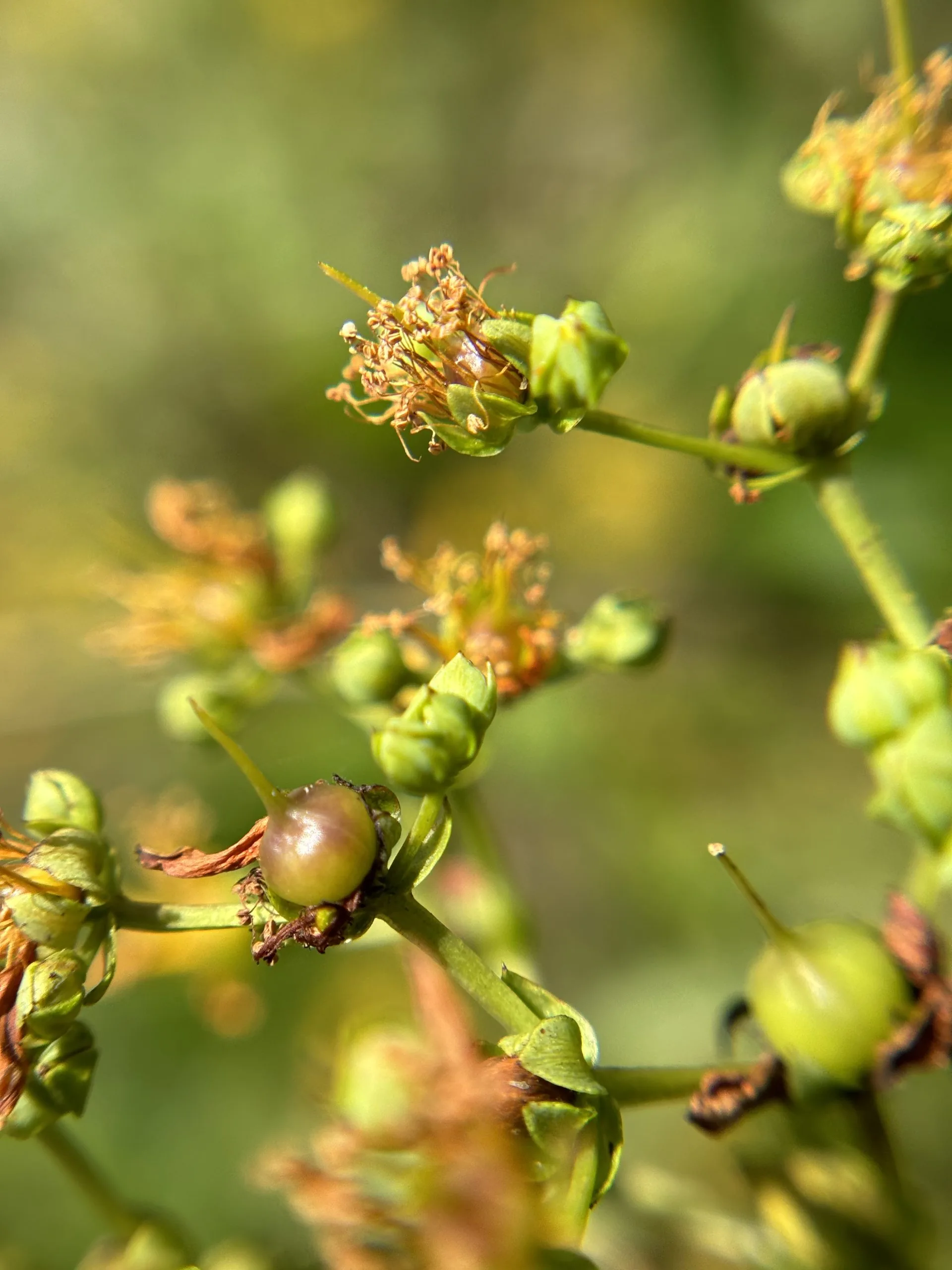 St. John's Wort, Round-Fruited - Image 3
