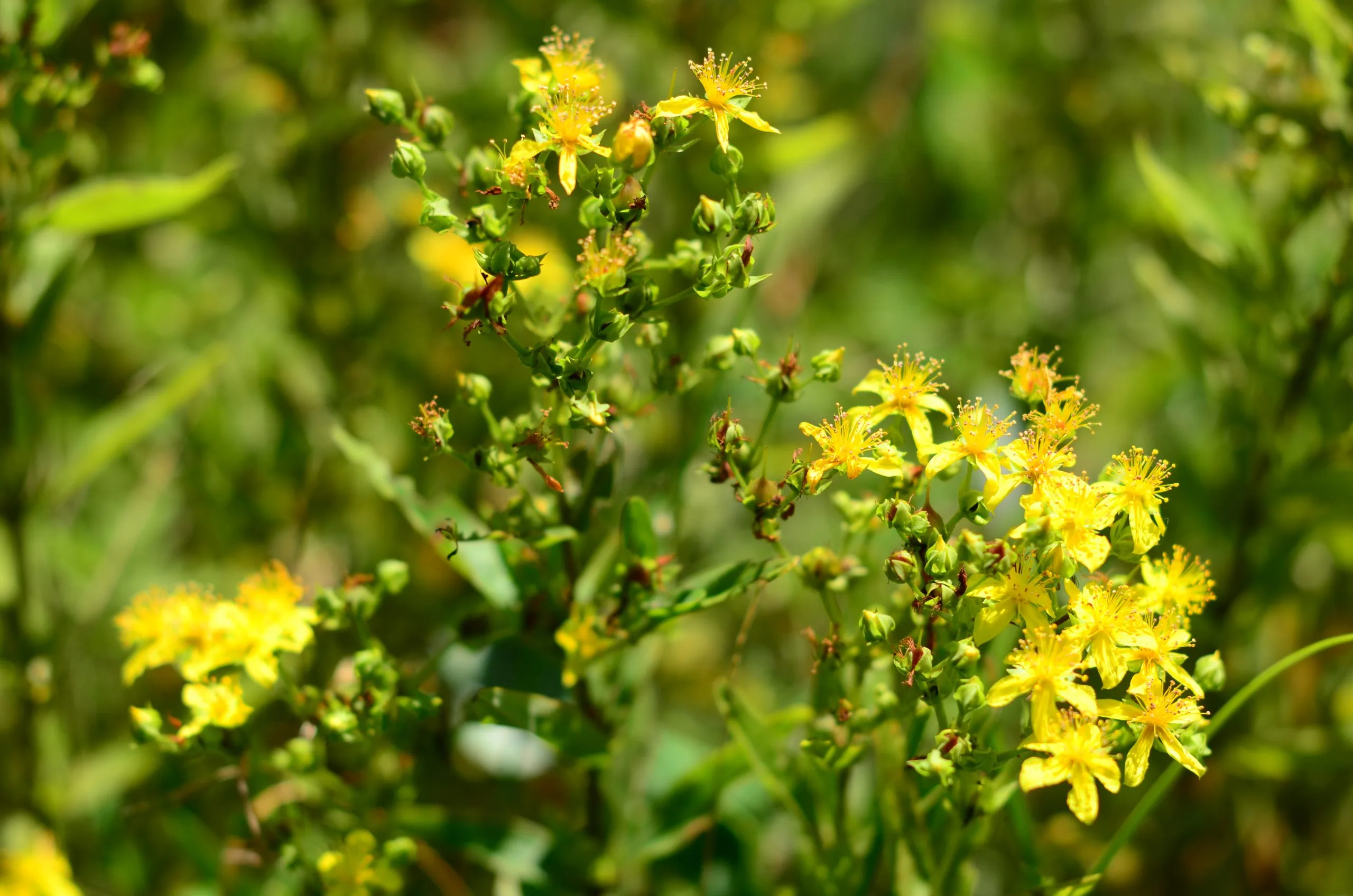 St. John's Wort, Round-Fruited - Image 4