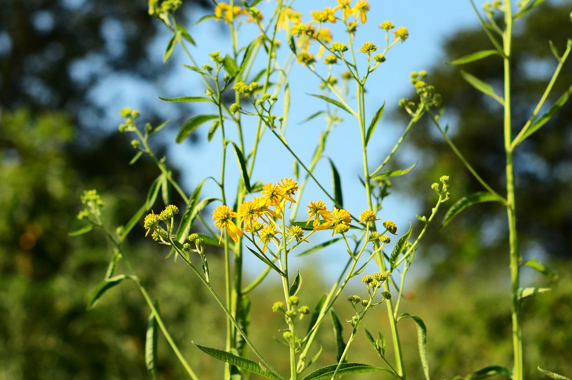 Ironweed, Yellow - Image 4