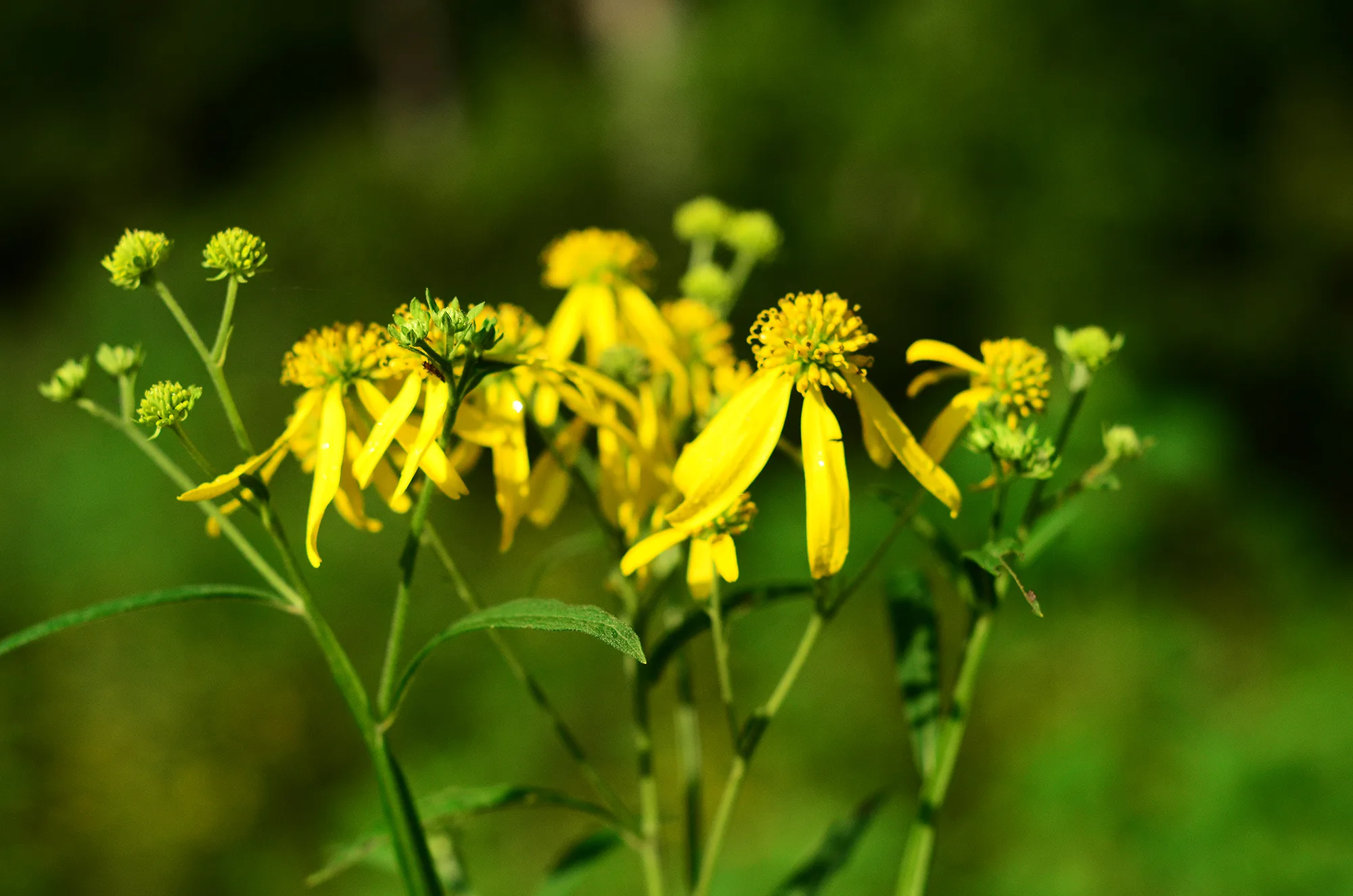 Ironweed, Yellow - Image 3
