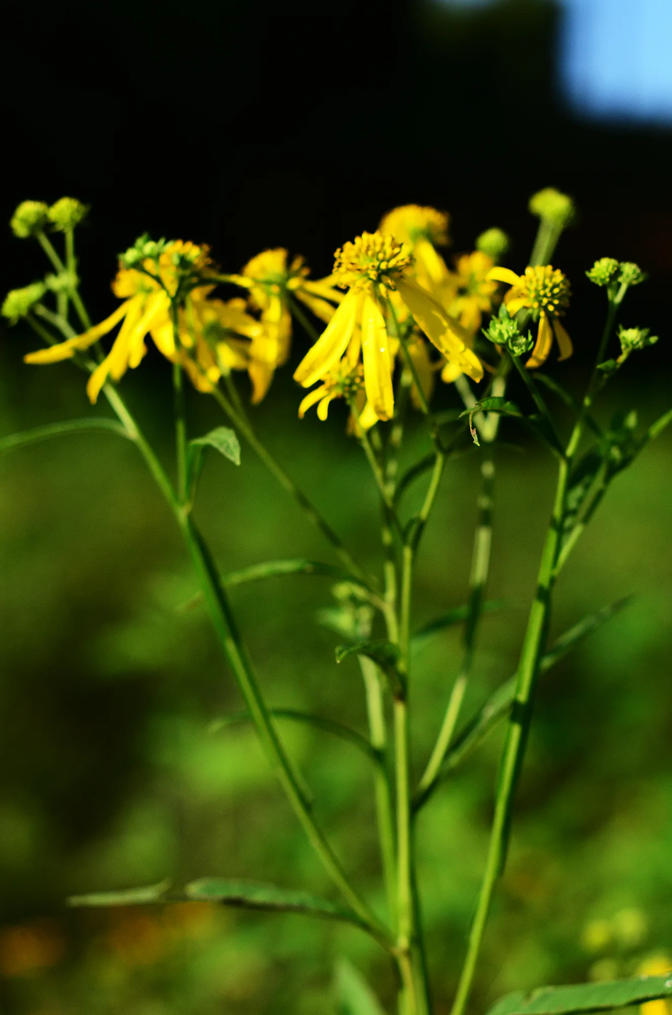 Yellow Ironweed